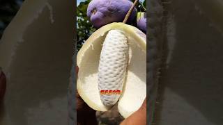 Beautiful and sugar fruit viralvideo trending fruit fruitcutting shorts satisfying india [upl. by Nolyag]