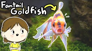 Fantail Goldfish Care  Beginners Guide [upl. by Krever]