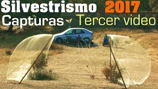 Capturas silvestrismo 2017 de jilguero pardillo y verderon Tercer video [upl. by Ynohtn]