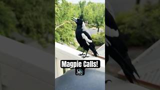 Magpie Calls the TROOPS in for BIRD Battles [upl. by Yrffej]