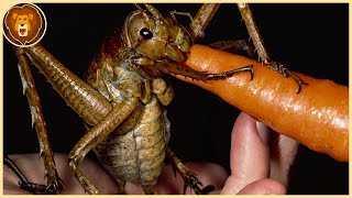 Les 10 plus Gros Insectes du Monde [upl. by Bethina]