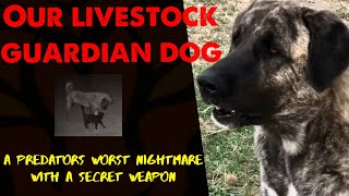 Livestock guardian dog Lily is intense and focused She also has a secret weapon [upl. by Haily]