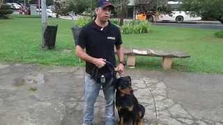 Passo a Passo como Adestrar seu Rottweiler [upl. by Jackie198]