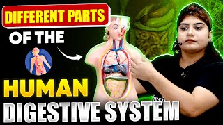 Different Parts Of The Human Digestive System  PW Vidyapeeth UP [upl. by Arracot]