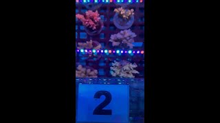 KC Premium Cultured Acropora Box Lot 2 [upl. by Assilen733]