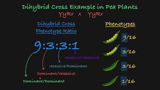 Dihybrid Cross Explained [upl. by Llertnad781]