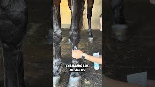 Gel Refrescante para Caballos – Relaja y Revitaliza [upl. by Culliton]