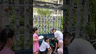 Evergreen Primary 2024  Aquaponics amp Hydroponics [upl. by Nevanod]