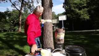 Banding Trees for Cankerworms [upl. by Schilling]