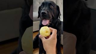 My Dog Loves Apple doglover lucky [upl. by Spiegel865]