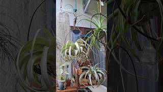 My Tillandsia mini collection tillandsia nature relaxingmusic [upl. by Aicilyhp]