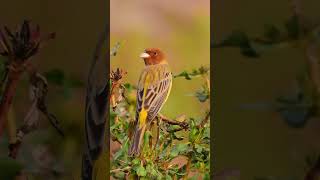 Redheaded bunting Emberiza bruniceps bunting winter migration [upl. by Winny]