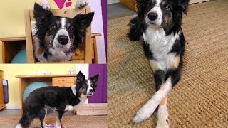 3 Hundetricks in 3 Minuten lernen  Tricktutorial [upl. by Berkow]