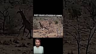 Lion Vs Giraffe 🦒 animals giraffe wildlife lion wildanimals viralvideo reaction respect [upl. by Caldera]