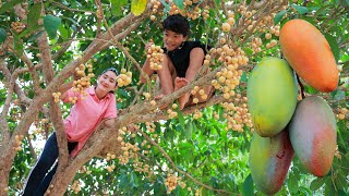 Multi fruit harvesting for eating with my brothers  Juicy mango beverage  Multi fruit eating [upl. by Ailene]