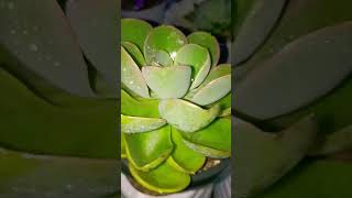 round Madiba plantpropagation plants lowlandsucculent garden lowlandsucculent [upl. by Harolda]