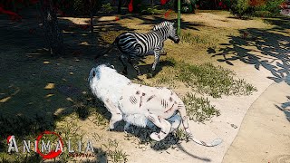 Elder Lions Last Hunt  Animalia Survival [upl. by Dinin]