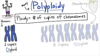 Polyploidy  Tales from the Genome [upl. by Yasnil]