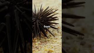 How Urchins Create Their Den [upl. by Tibbetts]