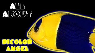 All About The BiColor Angelfish [upl. by Nuawaj356]