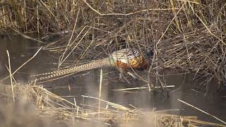 RingNecked Pheasant Just South of SaxZim Bog [upl. by Rohn845]