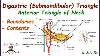 Digastric Submandibular triangle of neck Anatomy Boundaries amp contentsAnterior triangle of neck [upl. by Tamma]