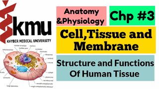 Cell Tissue and Membrane  Anatomy and PhysiologyI Chp 3  Prokaryotic vs Eukaryotic Cells KMU [upl. by Esmerolda]