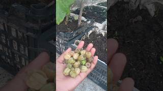 Makoy cape gooseberry in pot terrace garden harvesting [upl. by Sterner]