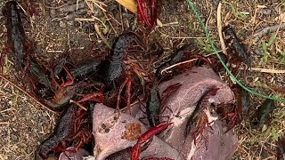 California Crawfish Catch and cook crawfish crayfish crawdads fishing catchandcook mudbug [upl. by Blanchette112]