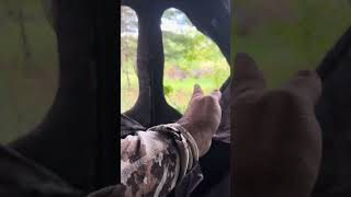 Hunting blind bolenoutdoors whitetaildeer hunting deerhunting deerhunting [upl. by Sregor]