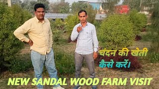 Sandalwood farm visit How to sandalwood farming  चंदन की खेती कैसे करें। [upl. by Guss449]