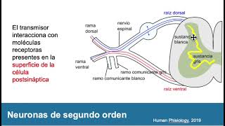 Vías somatosensitivas del dolor neuronas de primer segundo y tercer orden [upl. by Nahgam]