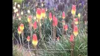 Kniphofia uvaria Red Hot PokerTorch LilyTritoma [upl. by Tiphanie253]