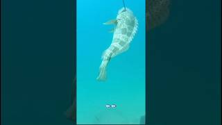 Spearfishing fishing woodenspeargun speargun spearfishing carping fish spearfish diy shark [upl. by Strephonn]