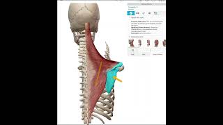 Scapular ADduction Retraction [upl. by Acirt]