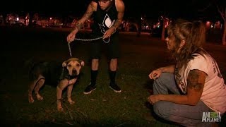 Saving a Pit Bull Abused and Abandoned  Pit Bulls and Parolees [upl. by Aiyt677]