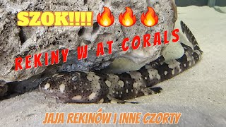 Dostawa rekinów i innych czortów w AT Corals  Oddychający rekin w jajku 🙉  Akwarystyka morska [upl. by Anissa]