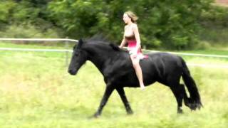 Galop en liberté en prairie avec Noche frison [upl. by Ardyce]