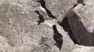 Razorbill Father Leads Chick to Sea from Projectpuffinorg [upl. by Deenya194]