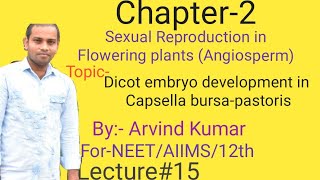 Development of dicot embryo development in Capsella bursapastoris [upl. by Mun274]