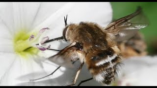 les Insectes Du Jardin [upl. by Elleirua61]