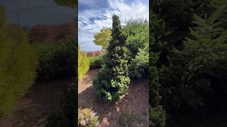 Thuja occidentalis ‘IslPrim’ Primo Dwarf Arborvitae iselinursery5169 by hohofarms conifers [upl. by Birck]