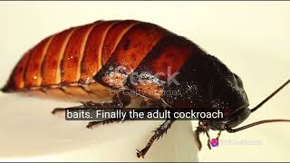 The life cycle of a Cockroach [upl. by Wetzell945]