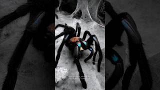 Electric blue tarantula Chilobrachys natanicharum feeding spider tarantulafeeding tarantula [upl. by Cowey761]