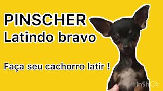 CACHORRO LATINDO BRAVO PINSCHER É CÃO DE GUARDA OU PINSCHER ACUADO BARKING DOG SECURITY DOG [upl. by Wardle]