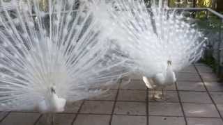 Weisser Pfau in Schönbrunn [upl. by Paschasia]