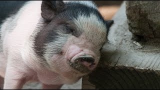 Top 10 Animals That Make Great Pets [upl. by Isabeau479]