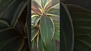 Cordyline plants [upl. by Atkinson816]