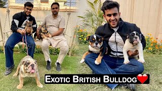 Exotic British Bulldogs in India [upl. by Elyrehc]