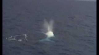 Migaloo  Albino Humpback Whale on The Great Barrier Reef [upl. by Na]